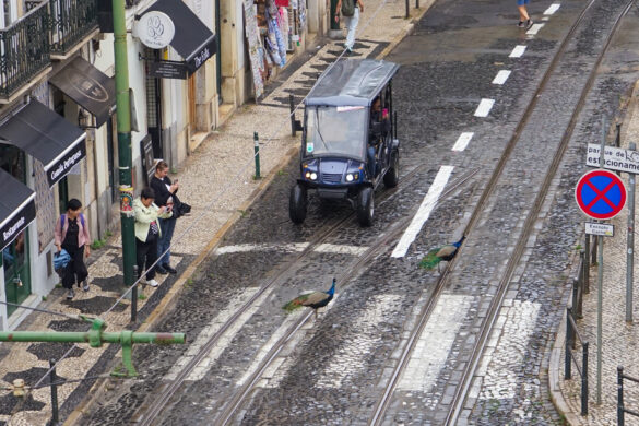 Peacocks Alfama Peacocks Alfama, Lisboa, Portugal
