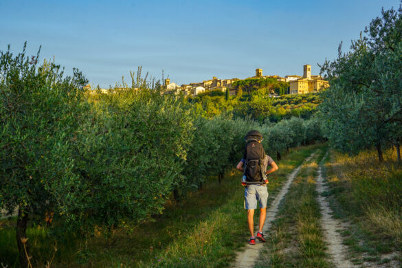 Olive orchards and Montefalco Olive orchards and Montefalco, Umbria; Italy